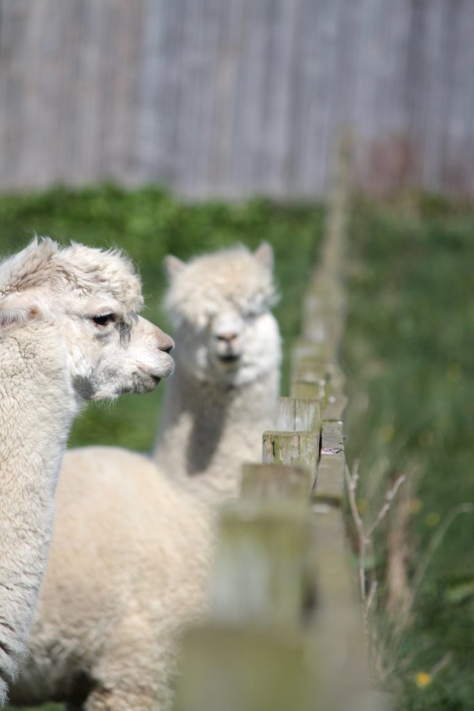 Wei├če Schafe in der N├Ąhe eines hölzernen Zauns mit unscharfen Pflanzen im Hintergrund.