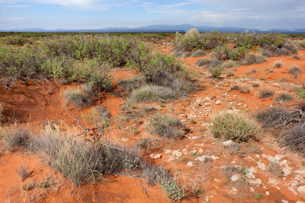 Wüstenlandschaft mit rotem Sand, spärlicher Vegetation, Pflanzen, Steinen, Hügeln und einem bewölkten Himmel.