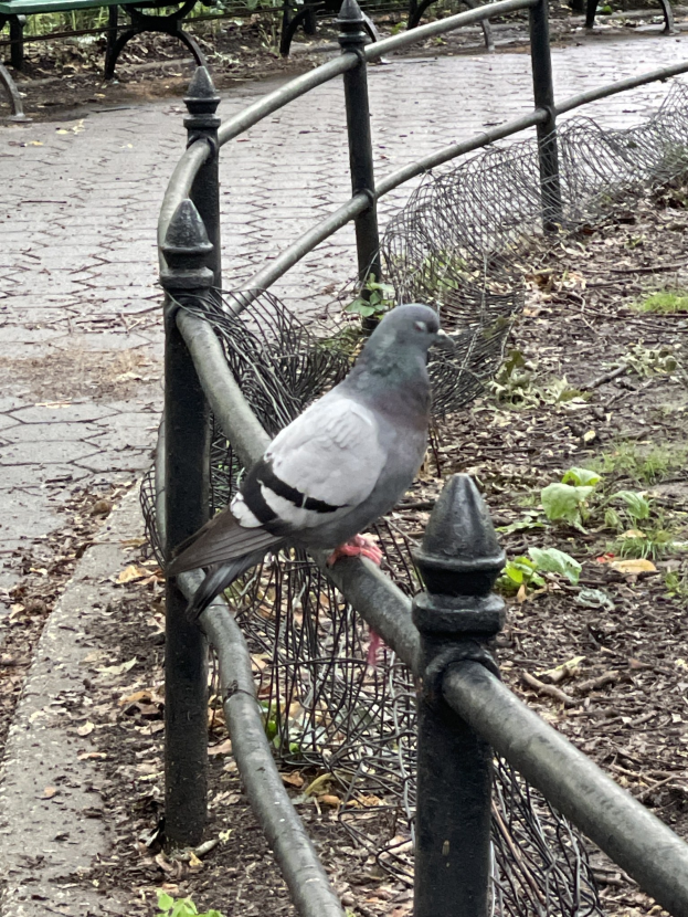 Eine Taube sitzt auf einem Metallzaun in einem Park mit grünem Gras, gefallenen Blättern, Bänken und Bäumen im Hintergrund.