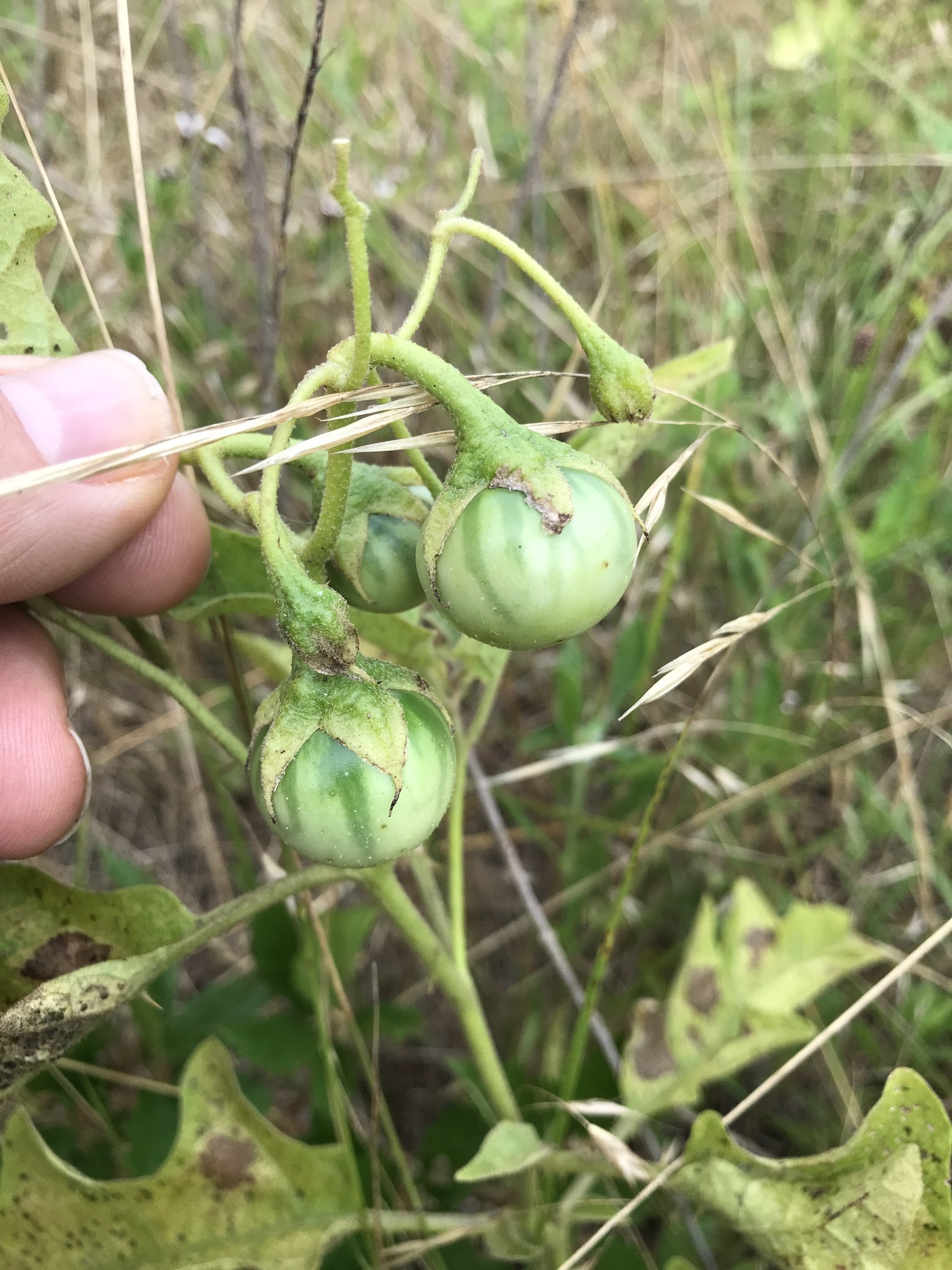 Eine Person hält einen Bund grüner Tomaten an einer Pflanze, mit Schimmel an einigen, vor einem Hintergrund von Pflanzen und Gras.