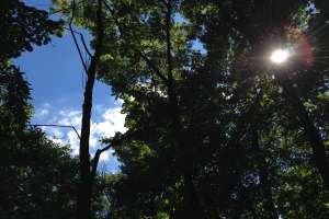 Hell leuchtet die Sonne durch einen dichten Wald aus hohen Bäumen, der Himmel wird erhellt.