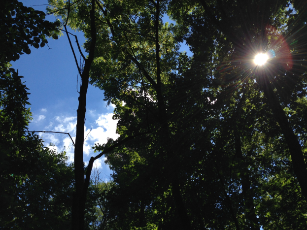 Hell leuchtet die Sonne durch einen dichten Wald aus hohen Bäumen, der Himmel wird erhellt.