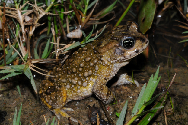 Ein Wasserfrosch sitzt auf einem Erdgrund neben Pflanzen, mit einem Wasserzeichen im linken oberen Eck.