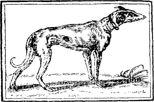Eine Schwarz-Weiß-Zeichnung eines Greyhounds, der auf dem Boden steht und einen Gürtel um den Hals trägt, mit Text am unteren Bildrand.