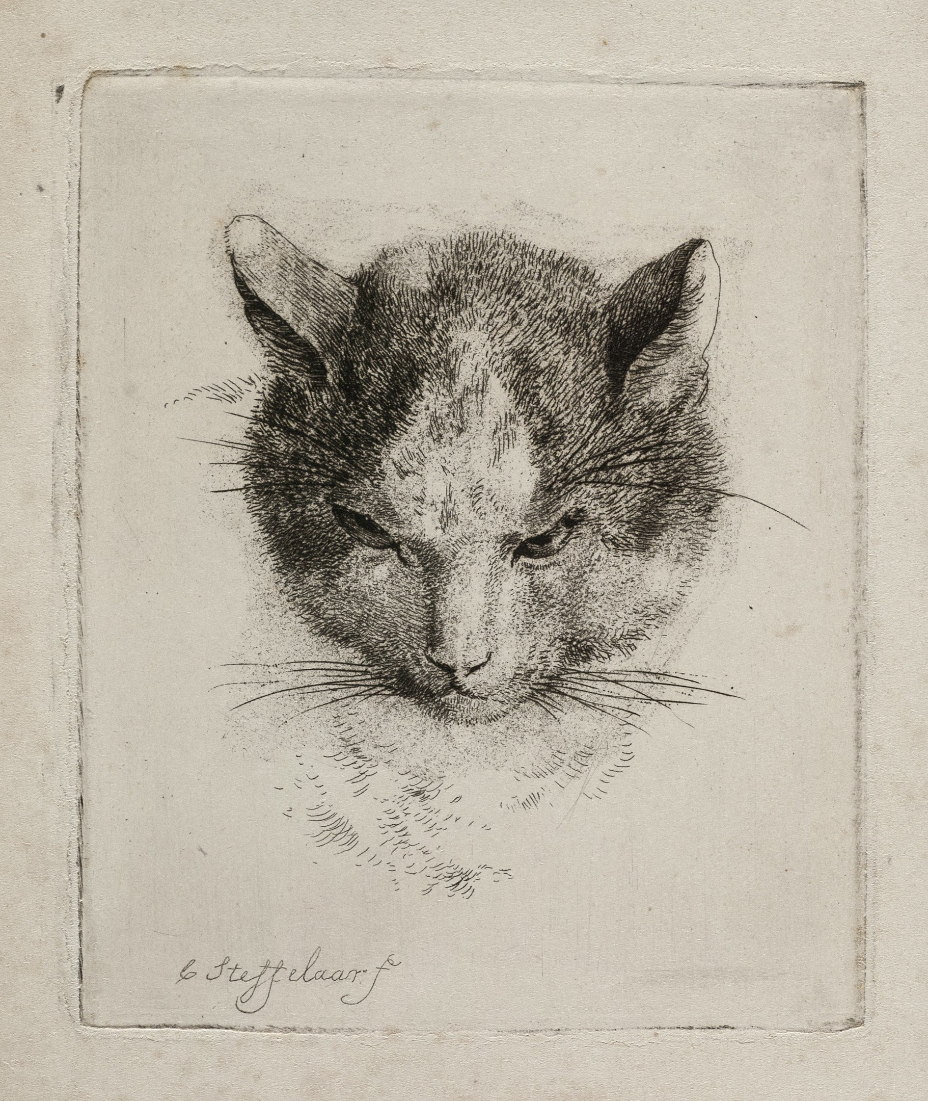 Schwarz-weißes realistische Zeichnung eines Katers mit großen Augen, aufgestellten Ohren, langen Schnurrhaaren und einer eingerollten Schwanz, auf Papier mit fetter Schrift.