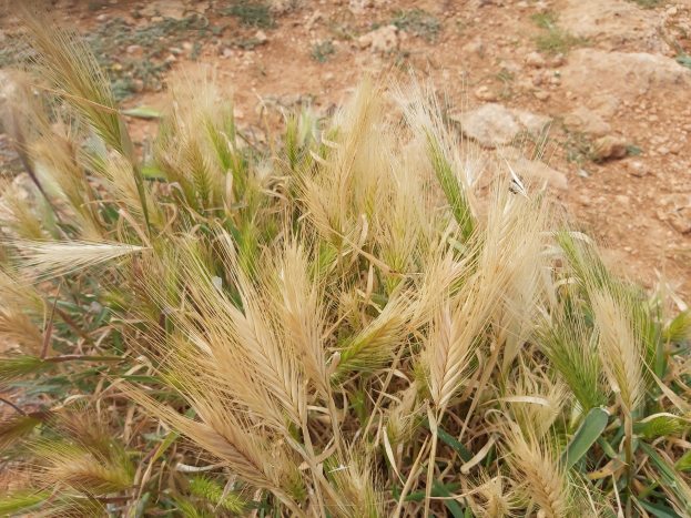 Nahaufnahme eines goldgelben Feldes reifer Roggen mit verstreuten Pflanzen und kleinen Steinen auf dem Boden.