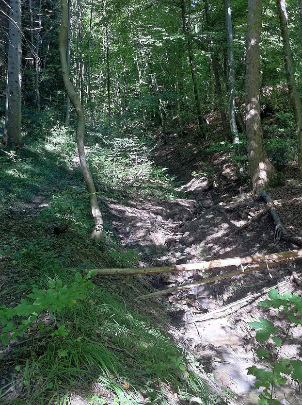 Ein gewundener Pfad durch einen schattigen, holzigen Bereich mit hohen Bäumen und leuchtenden Pflanzen, mit Text am unteren Rand.