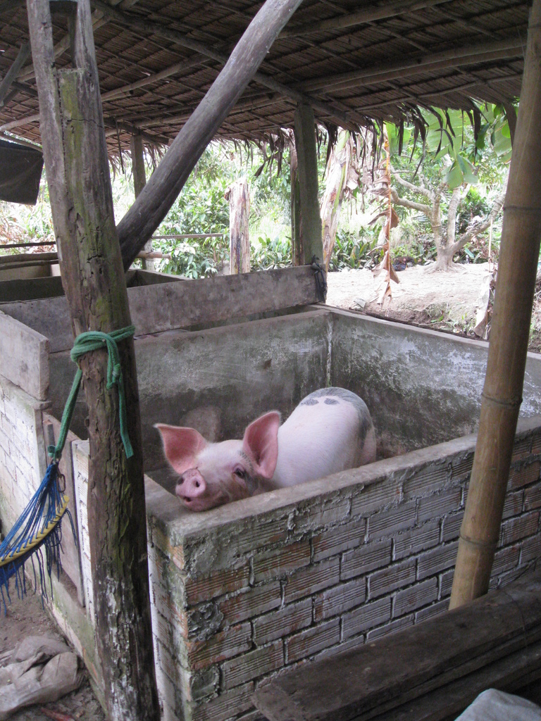 Ein rotes Schwein steht in einer Holzdach-Hück mit Wänden drumherum.