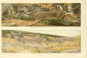 Zwei Hirsche in einem bewaldeten Gebiet mit Bäumen und Gras, mit Text am unteren Rand des Bildes.